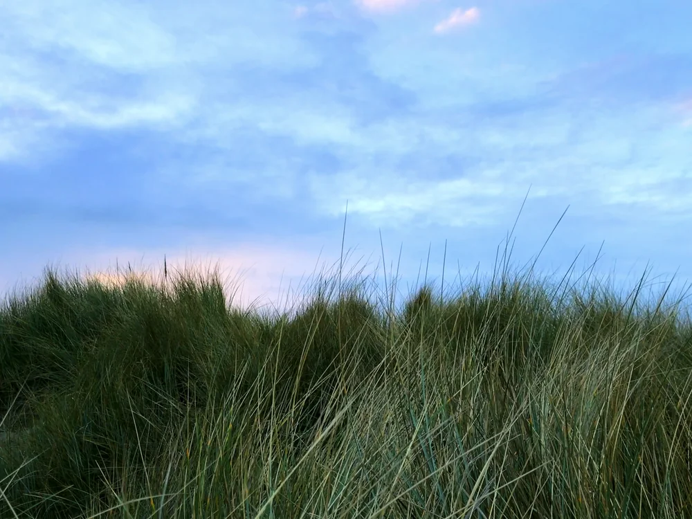 Dune Grass, final color grade