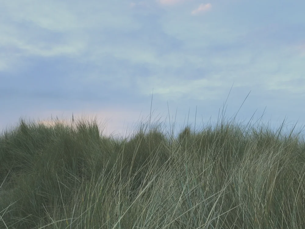 Dune Grass, simulated log/flat grade